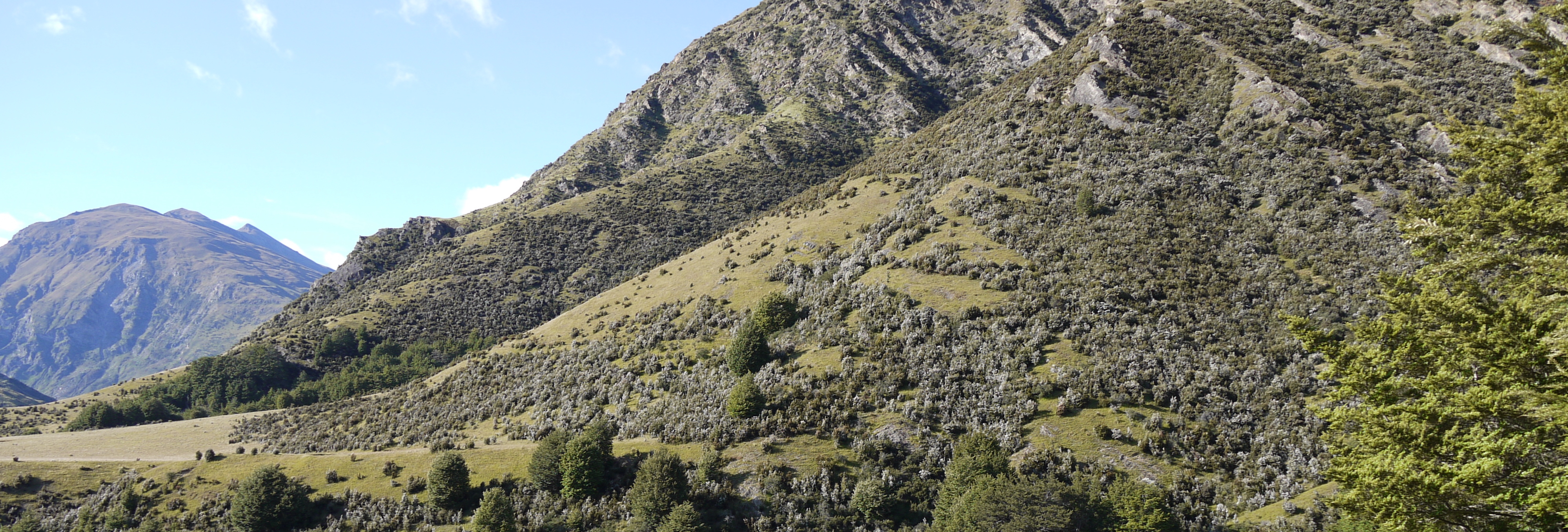 thyme on the steep mountains