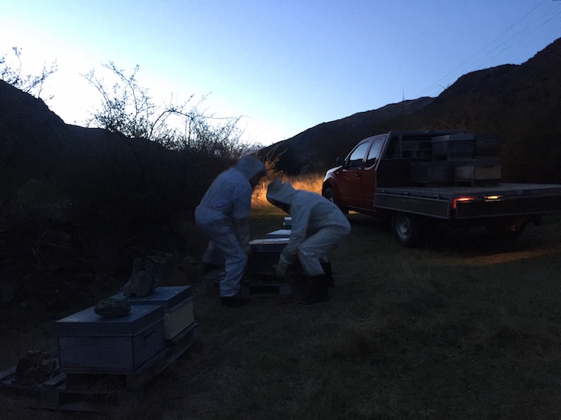 Beehives in Archers Apiries