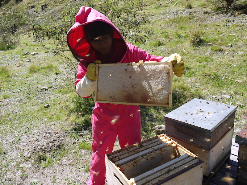 Beehives in Archers Apiries