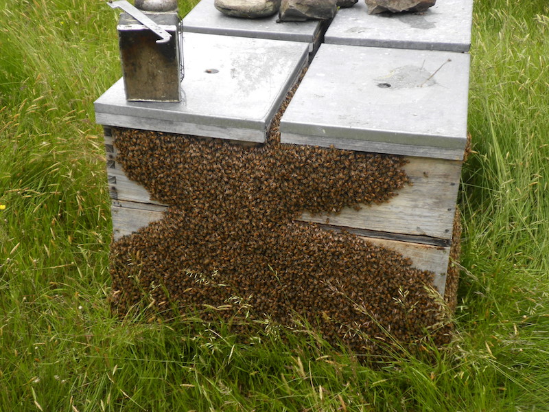 Beehives in Archers Apiries