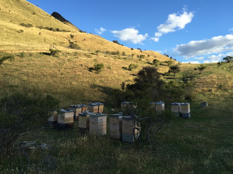 Beehives in Archers Apiries