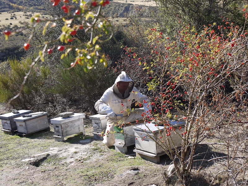 Beehives in Archers Apiries