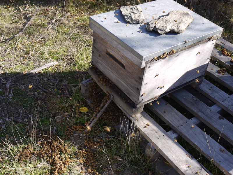 Beehives in Archers Apiries