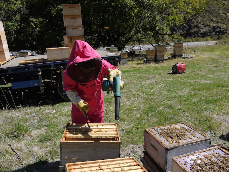 Beehives in Archers Apiries