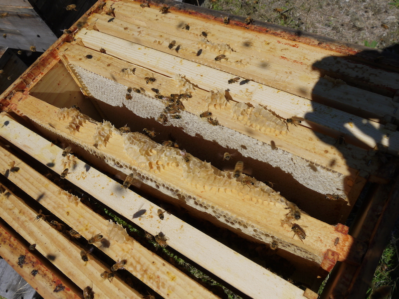 Beehives in Archers Apiries