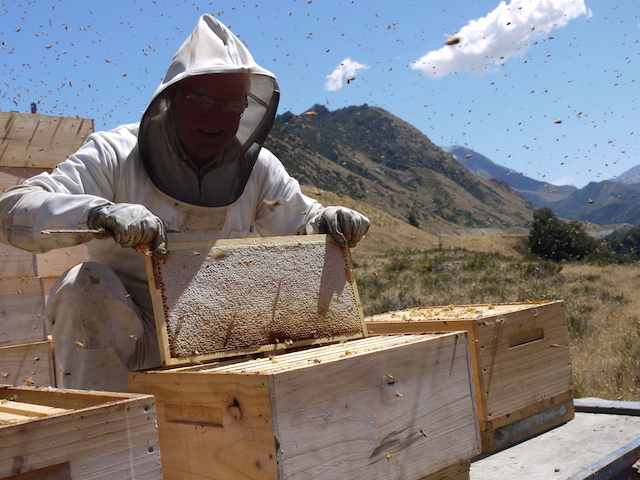 honey harvest