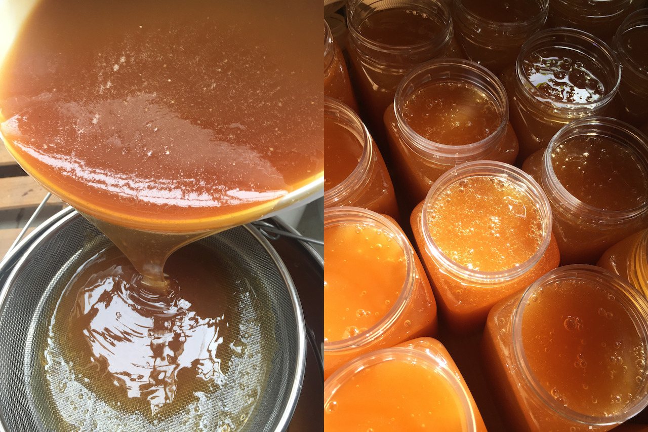 honey straining and bottling
